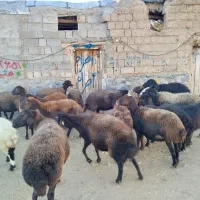 بره قربانی نر و ماده|حیوانات مزرعه|زنجان, |دیوار