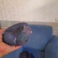 راعبی مشکی|پرنده|نجفآباد, شهدای غربی|دیوار