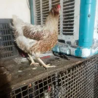 مرغ و خروس|حیوانات مزرعه|مسجد سلیمان, |دیوار