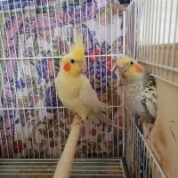 جفت عروس هلندی با جوجه