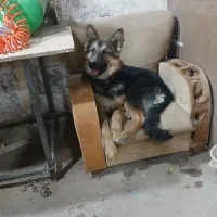 ژرمن ماده ۱ ساله