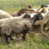 ۹راس میش محلی سرحال درجه۱ ویک قوچ روزگاری