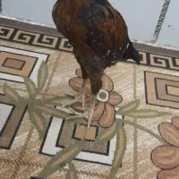 جوجه خروس لاری