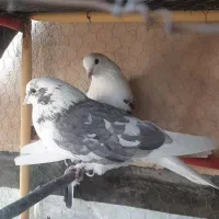 یک جفت کبوتر تزئینی