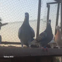 کبوتر پلاکی‌درزرقان|پرنده|شیراز, اکبر آباد|دیوار