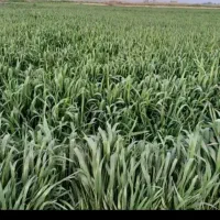 دوروعلف زعفران