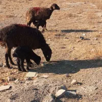 میش بره دار