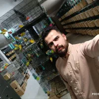 کوتوله برزیلی راهب ملنگو کاسکو مرغ عشق گرینچیک