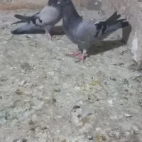 فروش فوری ۶عدد کبوتر