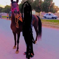 مادیون خالص|اسب و تجهیزات اسبسواری|خرمآباد, |دیوار