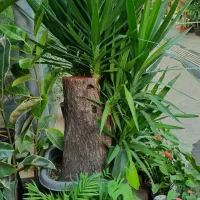 آپارتمانی لوکس بزرگ و کوچیک ۳۰٪تخفیف|گل و گیاه طبیعی|تهران, زیبادشت|دیوار