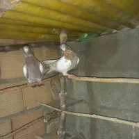 کفتر انگلیسی دهاتی پرشی|پرنده|کهریزک, |دیوار