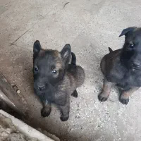 توله سگ مالینویز|سگ|پاکدشت, پاکدشت (مامازند)|دیوار