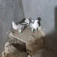 کبوتررنگی وهفترنگ|پرنده|تاکستان, |دیوار