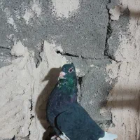 سلام فروشی|پرنده|کرمان, |دیوار