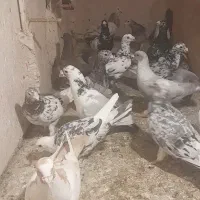سار و سرور ابلغ|پرنده|گلبهار, شهر جدید گلبهار|دیوار