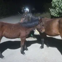 اسب مادیون|اسب و تجهیزات اسبسواری|چناران, |دیوار