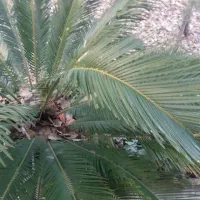 فروش گل سیکاس .کاج مطبق و نخل مرداب