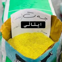 بذر یونجه ایتالیایی|گل و گیاه طبیعی|سرپل ذهاب, |دیوار