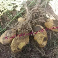 کود مایع وارداتی درشت کننده غده سیب زمینی|خدمات باغبانی و درختکاری|کرمانشاه, |دیوار