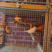 قناری رد فکتور و کشیده بلند|پرنده|اصفهان, سپاهان‌شهر|دیوار