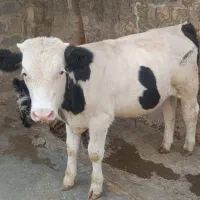 گوساله نر سمینتال خارجی