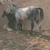 کره و مادیون|اسب و تجهیزات اسب‌سواری|شوشتر, |دیوار