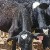 گاو