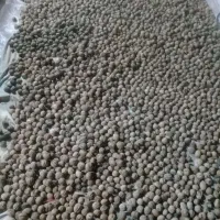 گردو