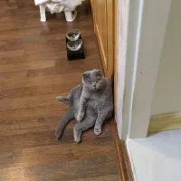 گربه های اسکاتیش اصل اصل