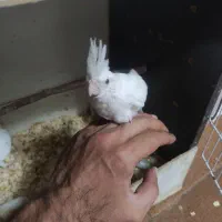 جوجه عروس هلندی