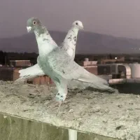کفتر الماسی