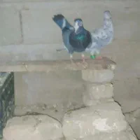 کبوتر