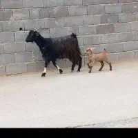 چند رس بز یک سال زایید قیمت مفت