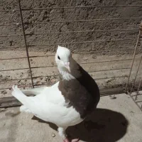 2عدد کفتر طوقی اصفهانی|پرنده|یزد, |دیوار