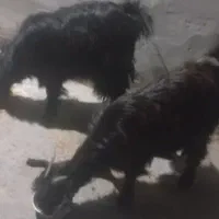 فروش2عدتیشترماده(تیه بز زیر بر کشیده چاق مناسب کشت