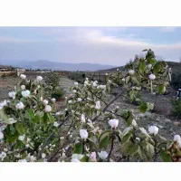 باغ چهار دیواری کامل مجهز منطقه خوش آب و هوا|فروش زمین و ملک کلنگی|نطنز, |دیوار