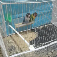 جفت کوتوله برزیلی|پرنده|تربت جام, میان جام|دیوار