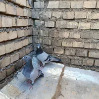 سلام یک جفت عراق|پرنده|اهواز, گلستان|دیوار