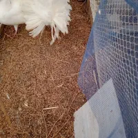 فروش یا معاوضه دم طاووسی