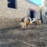 قوچ پلنگی