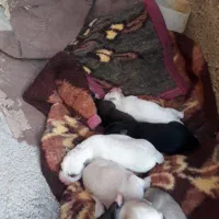 توله و ماده هاسکی|سگ|آشخانه, |دیوار