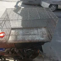 جوجه پران غلامی