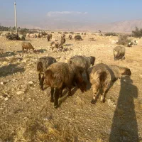 فروش 60راس میش گوسفند ترکی بختیاری بره دار