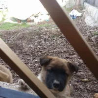 سگ ژرمن و سراب