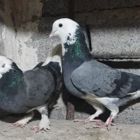 کبوتر تهرانی