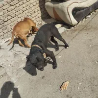 واگذاری سگ پیتبول نر و توله ماده
