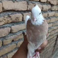 طوقی|پرنده|بردسکن, |دیوار