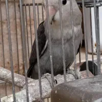 طوطی برزیلی معاوضه با پرنده|پرنده|سنندج, |دیوار