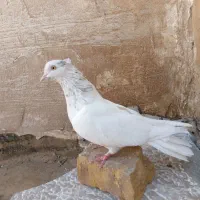 کفتر
